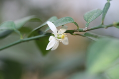 Citrus aurantiifolia